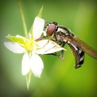 /album/dolce-zucchero/photolia-a02-jpg/