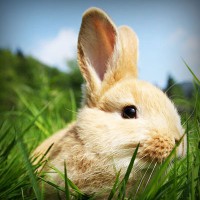 /album/dolce-zucchero/photolia-a03-jpg/