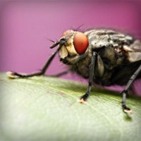 /album/dolce-zucchero/photolia-a08-jpg/